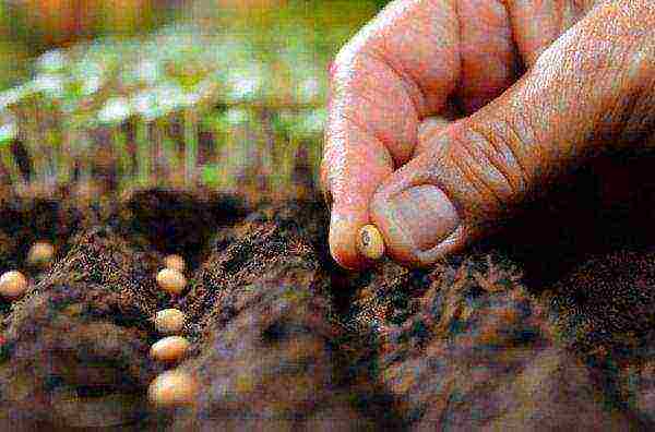 beans red planting and care in the open field