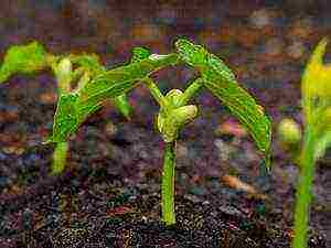 beans red planting and care in the open field