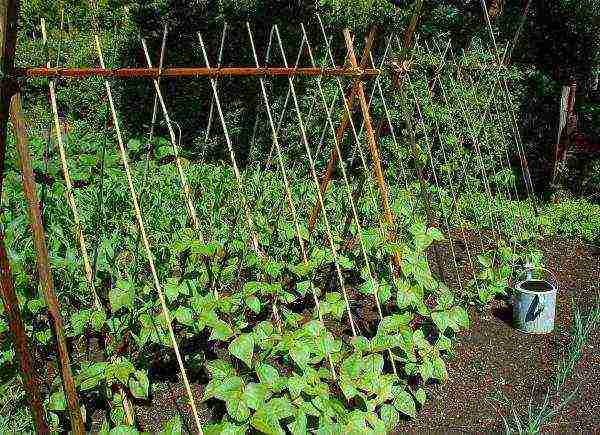 beans red planting and care in the open field