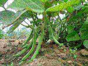 beans red planting and care in the open field