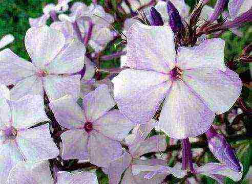 purple phlox best varieties