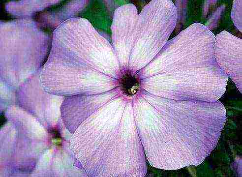purple phlox best varieties