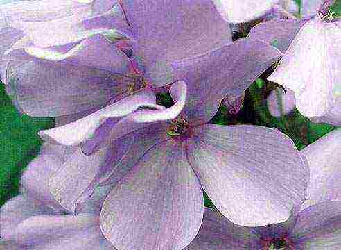 purple phlox best varieties