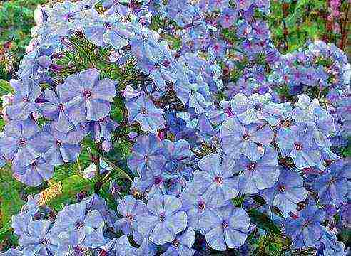 purple phlox best varieties