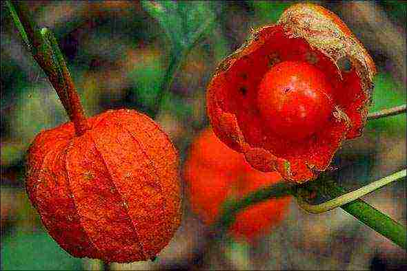 physalis ตกแต่งปลูกและดูแลในทุ่งโล่ง