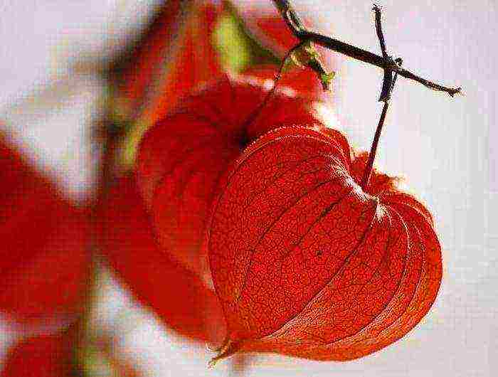 physalis decorative planting and care in the open field