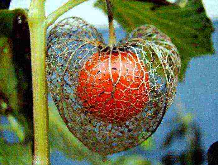 physalis ตกแต่งปลูกและดูแลในทุ่งโล่ง