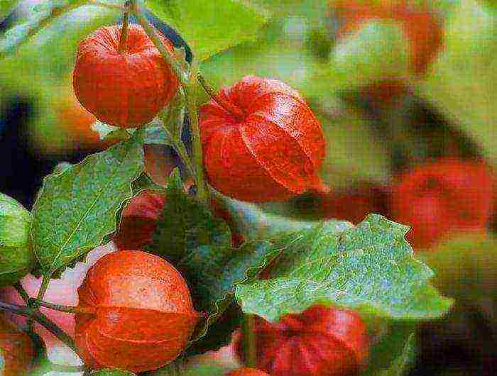 physalis ตกแต่งปลูกและดูแลในทุ่งโล่ง