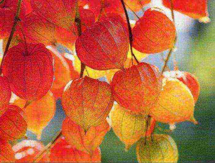 physalis decorative planting and care in the open field