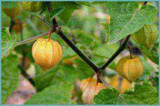 physalis ตกแต่งปลูกและดูแลในทุ่งโล่ง