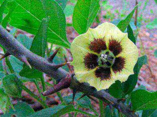 physalis decorative planting and care in the open field