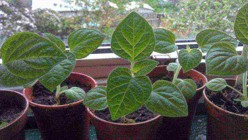 physalis decorative planting and care in the open field