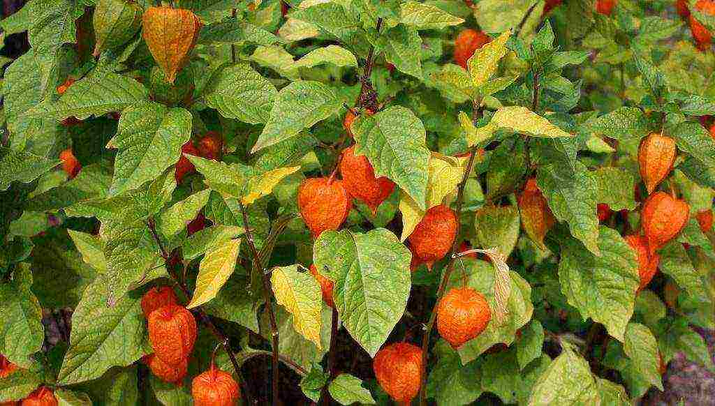 physalis ตกแต่งปลูกและดูแลในทุ่งโล่ง