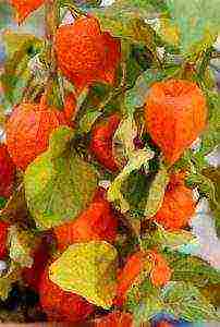 physalis ตกแต่งปลูกและดูแลในทุ่งโล่ง