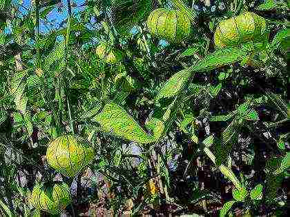 physalis decorative planting and care in the open field