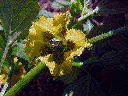 physalis decorative planting and care in the open field