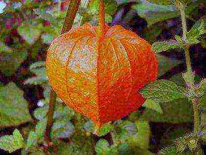 physalis ตกแต่งปลูกและดูแลในทุ่งโล่ง