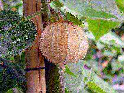 physalis decorative planting and care in the open field