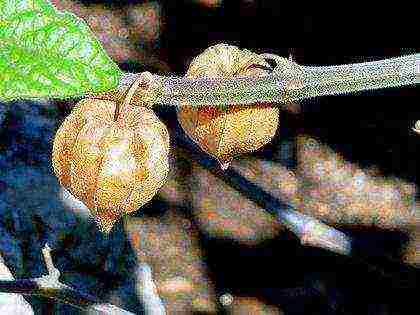 physalis ตกแต่งปลูกและดูแลในทุ่งโล่ง