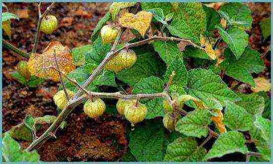 physalis pandekorasyon na pagtatanim at pangangalaga sa bukas na bukid