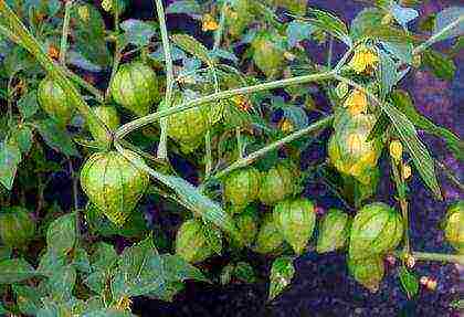 physalis decorative planting and care in the open field