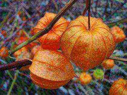 physalis ตกแต่งปลูกและดูแลในทุ่งโล่ง