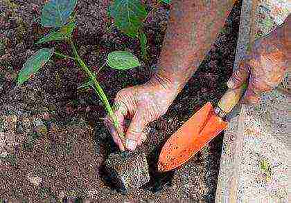 physalis decorative planting and care in the open field