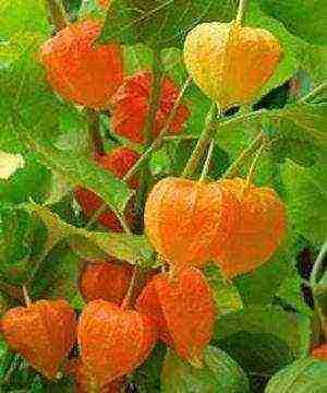 physalis ตกแต่งปลูกและดูแลในทุ่งโล่ง