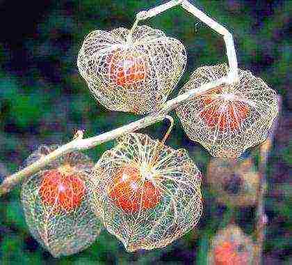 physalis ตกแต่งปลูกและดูแลในทุ่งโล่ง