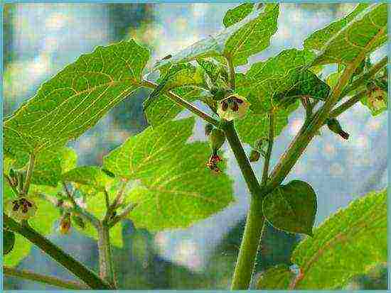 physalis decorative planting and care in the open field