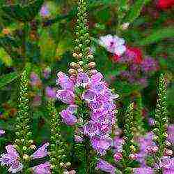 iba't ibang physostegia ang pagtatanim at pangangalaga sa bukas na bukid