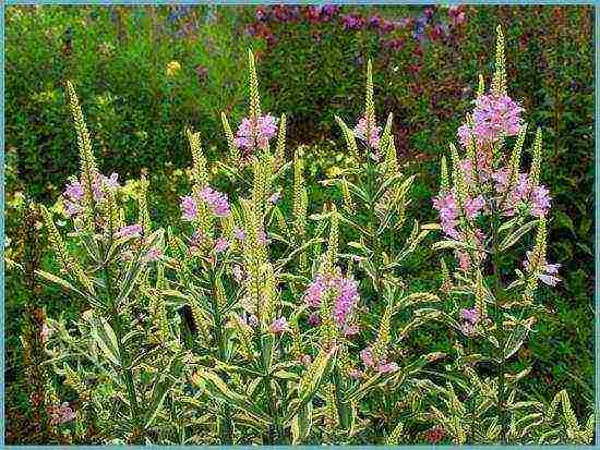 physicalostegia variegated planting and care in the open field