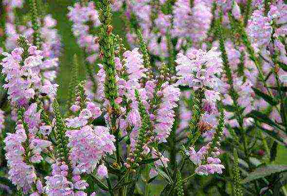 iba't ibang physostegia ang pagtatanim at pangangalaga sa bukas na bukid