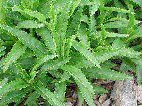 physostegia variegated planting and care in the open field