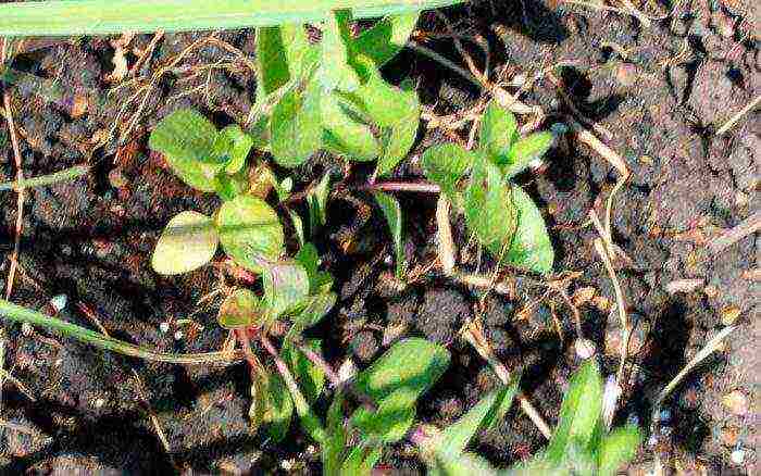 physicalostegia variegated planting and care in the open field