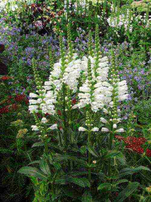 iba't ibang physostegia ang pagtatanim at pangangalaga sa bukas na bukid