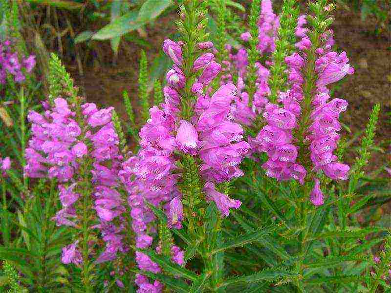 iba't ibang physostegia ang pagtatanim at pangangalaga sa bukas na bukid