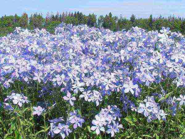 malawakang pagkalat ng pagtatanim ng phlox at pangangalaga sa bukas na bukid