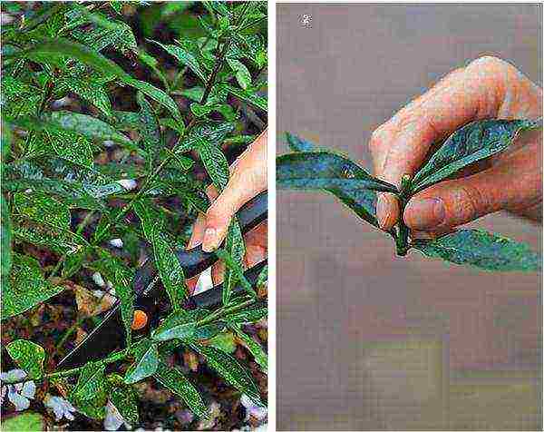 wide-spread phlox planting and care in the open field