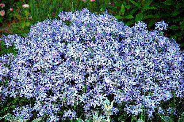 wide-spread phlox planting and care in the open field