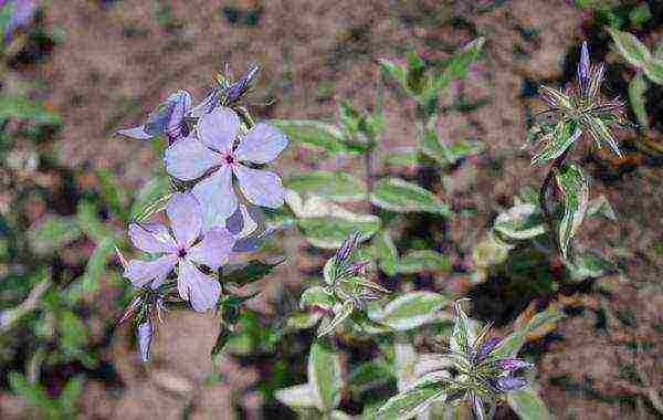 wide-spread phlox planting and care in the open field