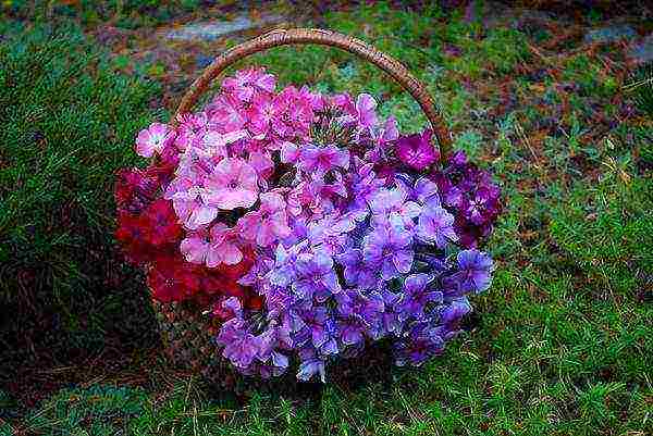 wide-spread phlox planting and care in the open field