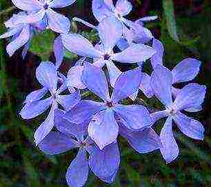 wide-spread phlox planting and care in the open field