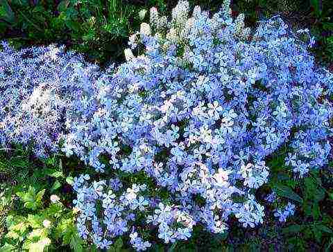 malawakang pagkalat ng pagtatanim ng phlox at pangangalaga sa bukas na bukid