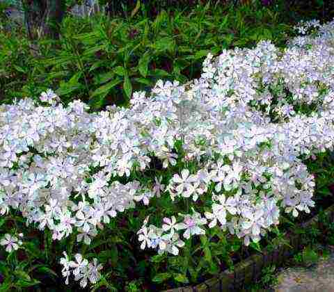 wide-spread phlox planting and care in the open field