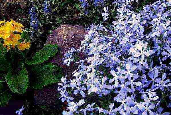 malawakang pagkalat ng pagtatanim ng phlox at pangangalaga sa bukas na bukid