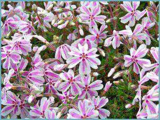 phlox subulate planting and care in the open field in siberia