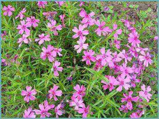 phlox subulate planting and care in the open field in siberia