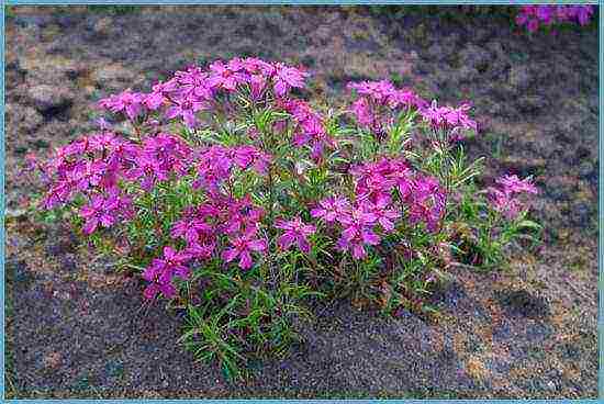 phlox subulate planting and care in the open field in siberia