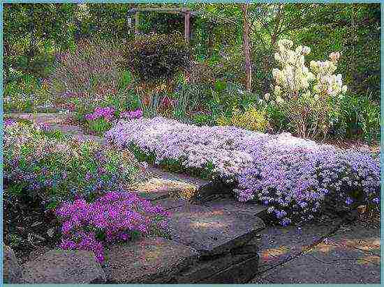 phlox subulate planting and care in the open field in siberia